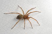 gewone huisspin (tegenaria atrica) 6-2012 9024